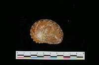 藏品(圓鮑螺)的圖片